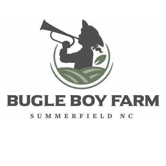 Bugle Boy Garlic 