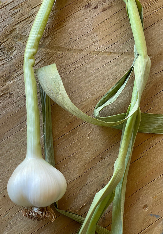 Pre-order 1 Pound Culinary Gourmet Garlic