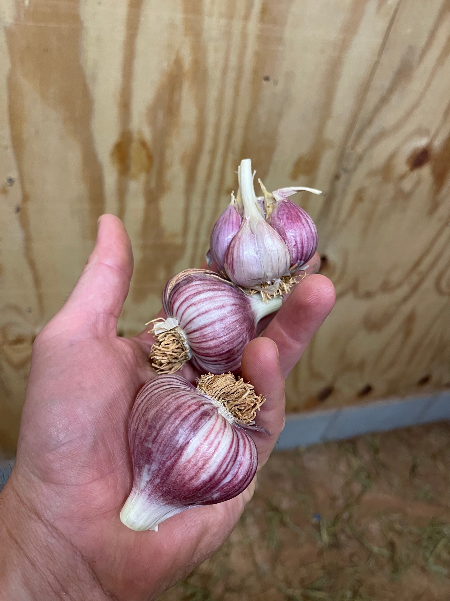 Freshly Cured Culinary Gourmet Garlic (Chesnok Red, Music, Georgian Crystal, Inchelium Red)