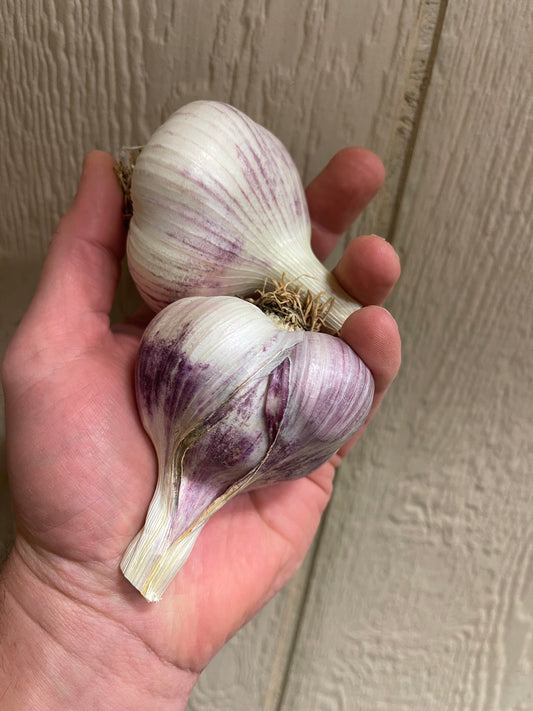 Pre-order 1 Pound Inchelium Red Garlic