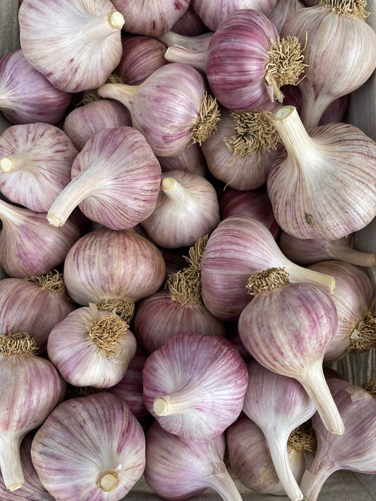 1 Pound Non-GMO Culinary Gourmet Garlic