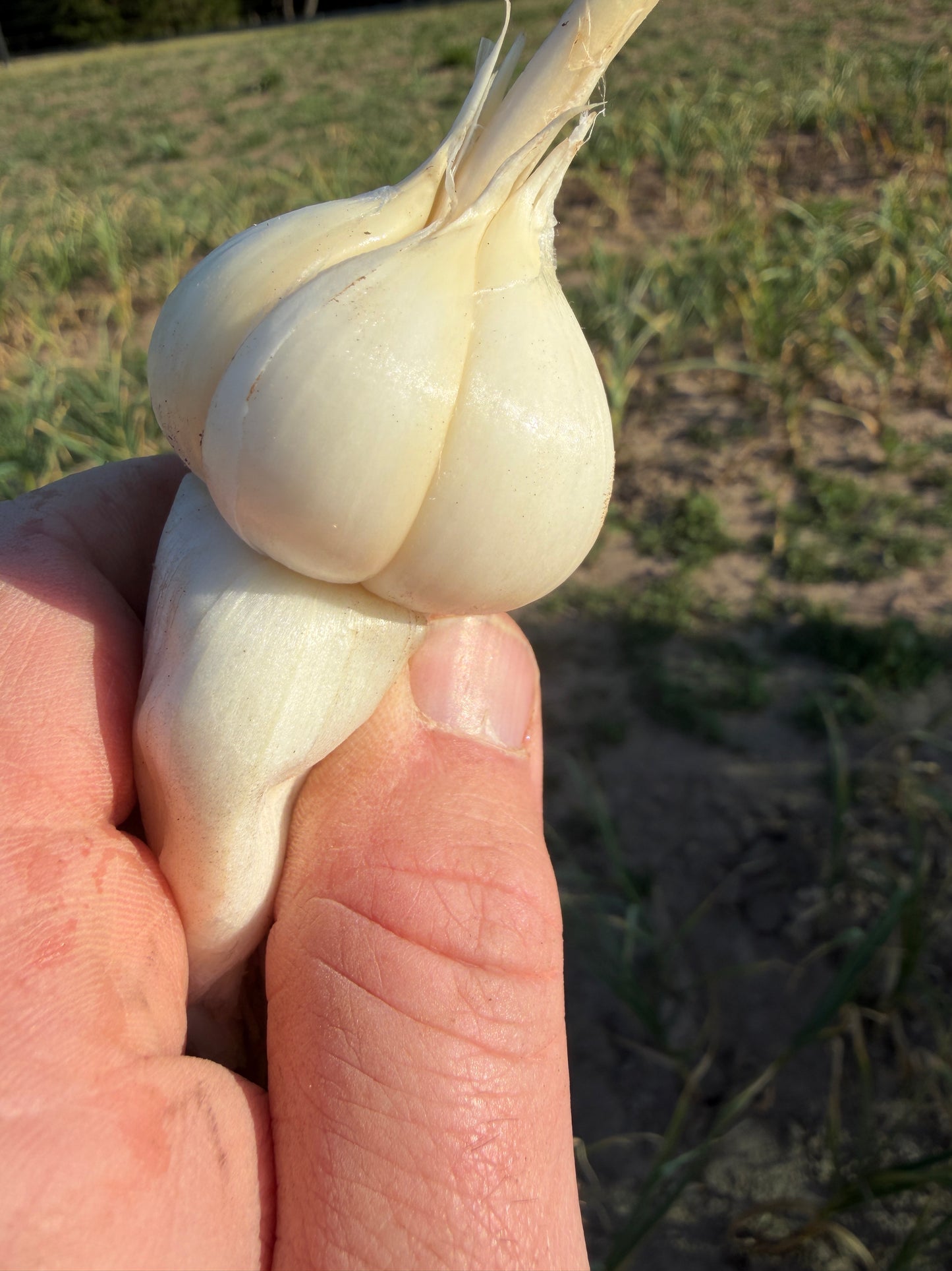 Freshly Cured Culinary Gourmet Garlic (Chesnok Red, Music, Georgian Crystal, Inchelium Red)
