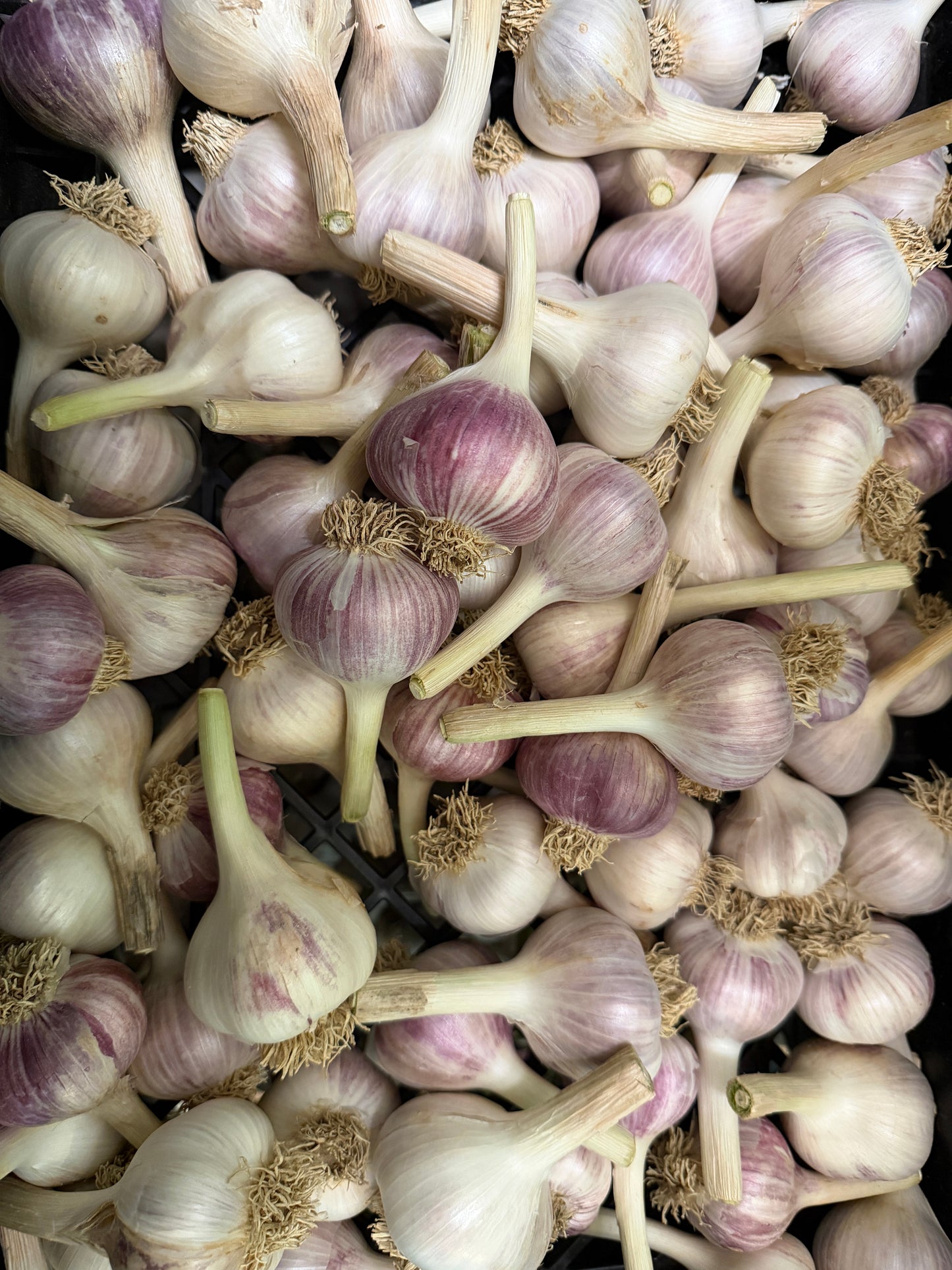 Freshly Cured Culinary Gourmet Garlic (Chesnok Red, Music, Georgian Crystal, Inchelium Red)