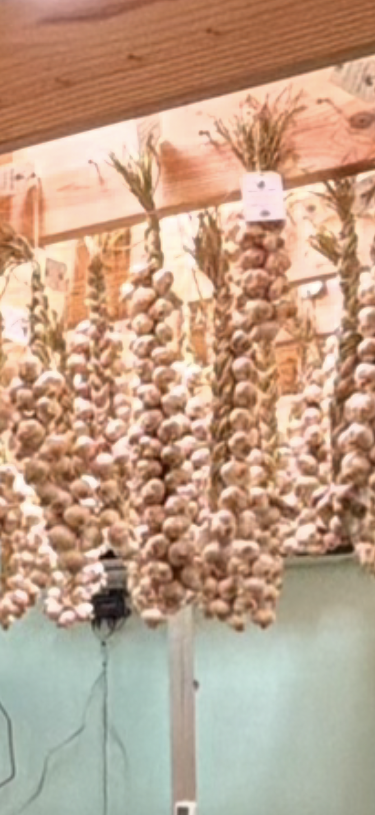 13 Bulb Garlic Braid
