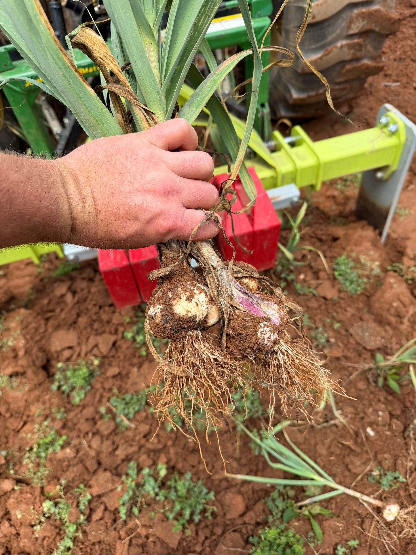 13 Bulb Garlic Braid